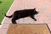 One of our cats, Blackjack, enjoying some summer sun