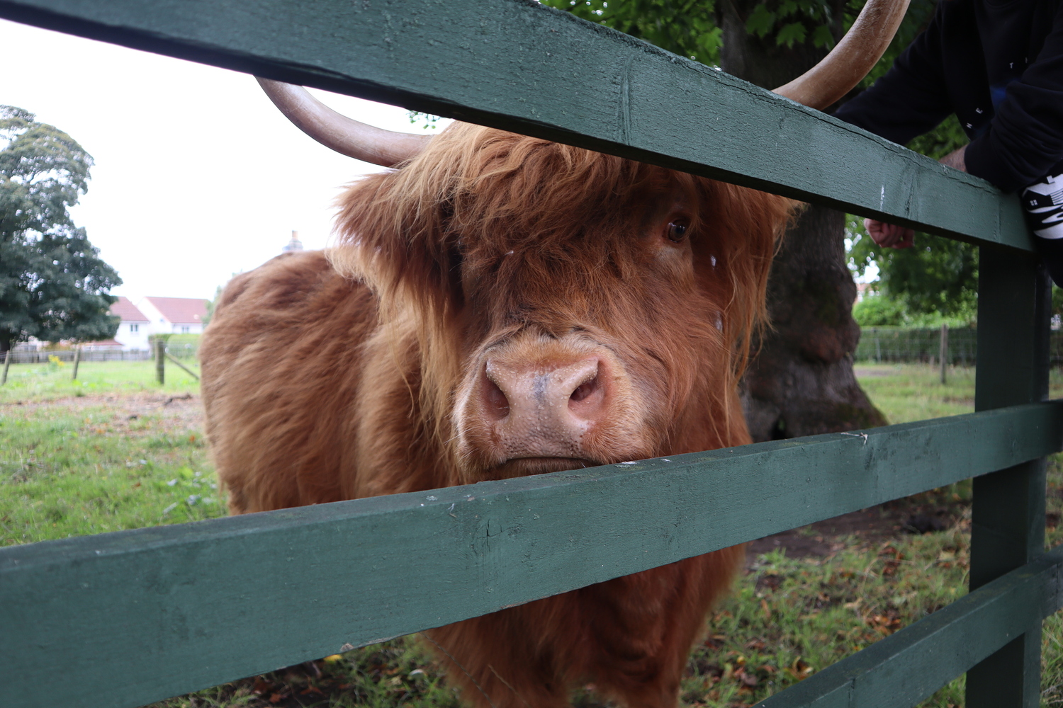 The unedited image of the highland cow