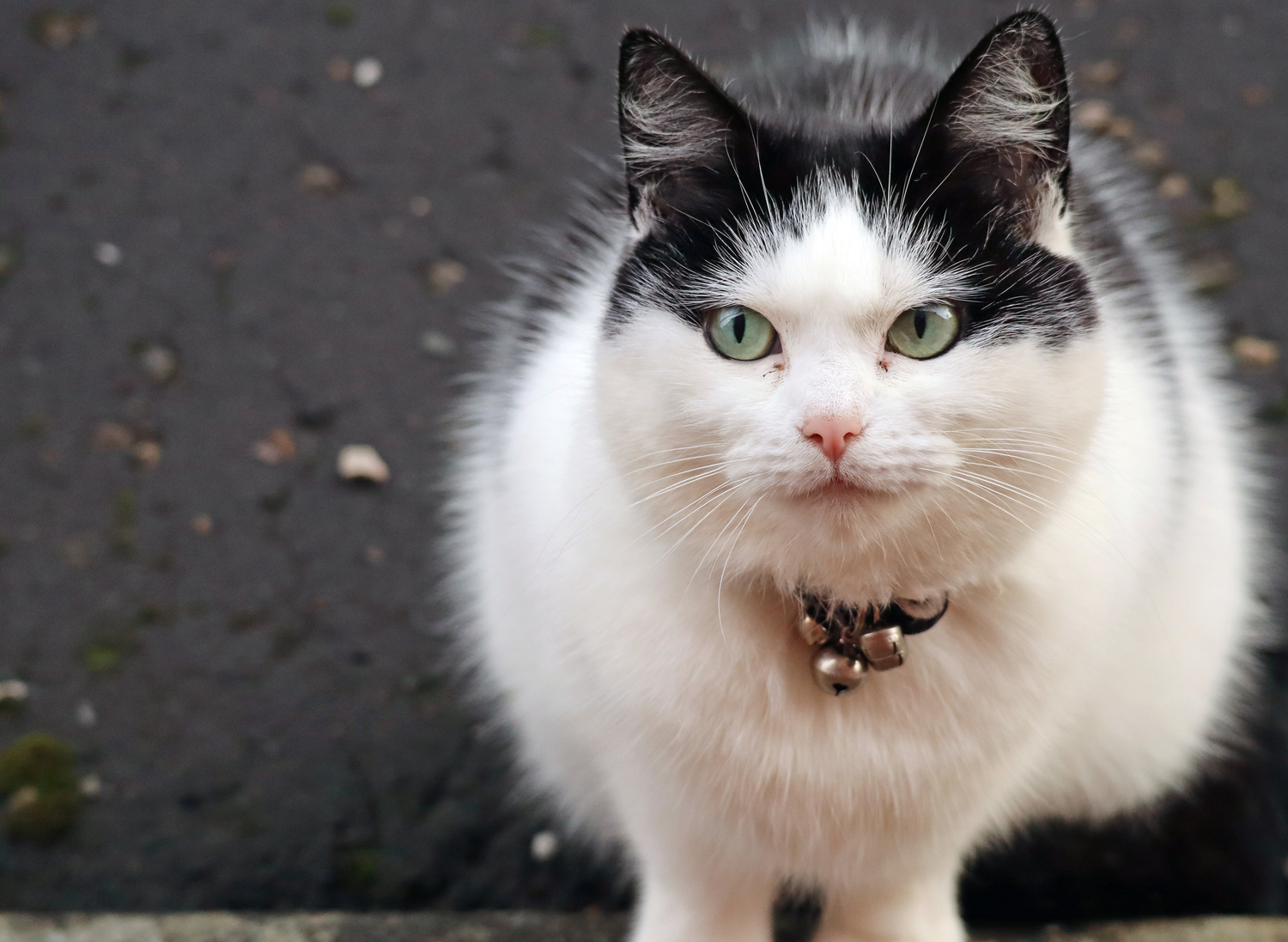 A picture of a neighbour's cat called Morag