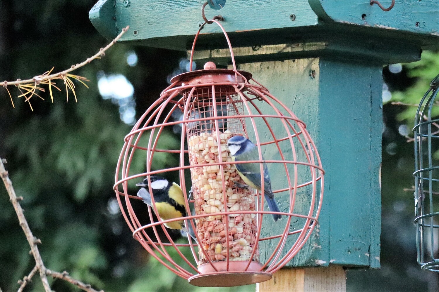 A picture of two birds eating from a bird feeder set up in the grounds of where we were staying.