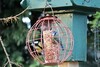 A picture of two birds eating from a bird feeder set up in the grounds of where we were staying.