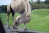 A camel very close to our car while at Blair Drummond Safari Park