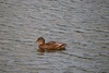 Duck in a pond