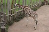 A giraffe at Blair Drummond Safari Park