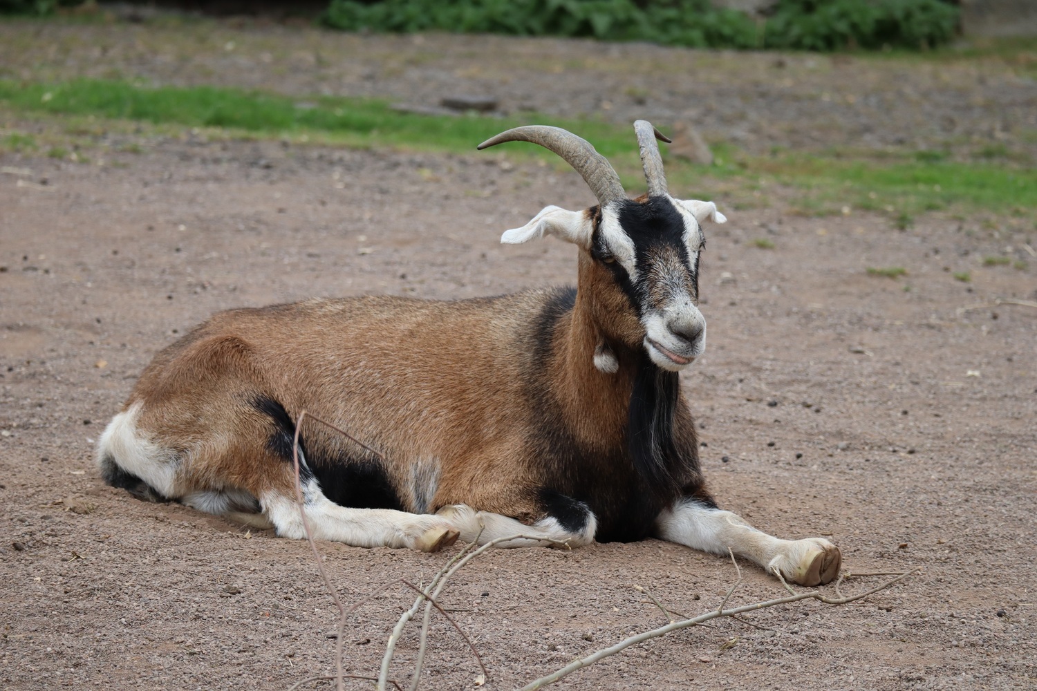 A goat in Blair Drummond Safari Park's pets farm