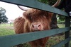 Highland cow at a farm near our house