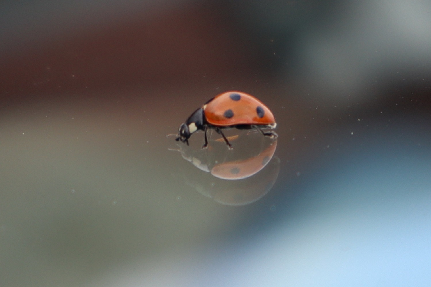 A ladybug was on our car windscreen, since we had our Canon M50 with us, we tried taking a picture even though we don't have a macro lens