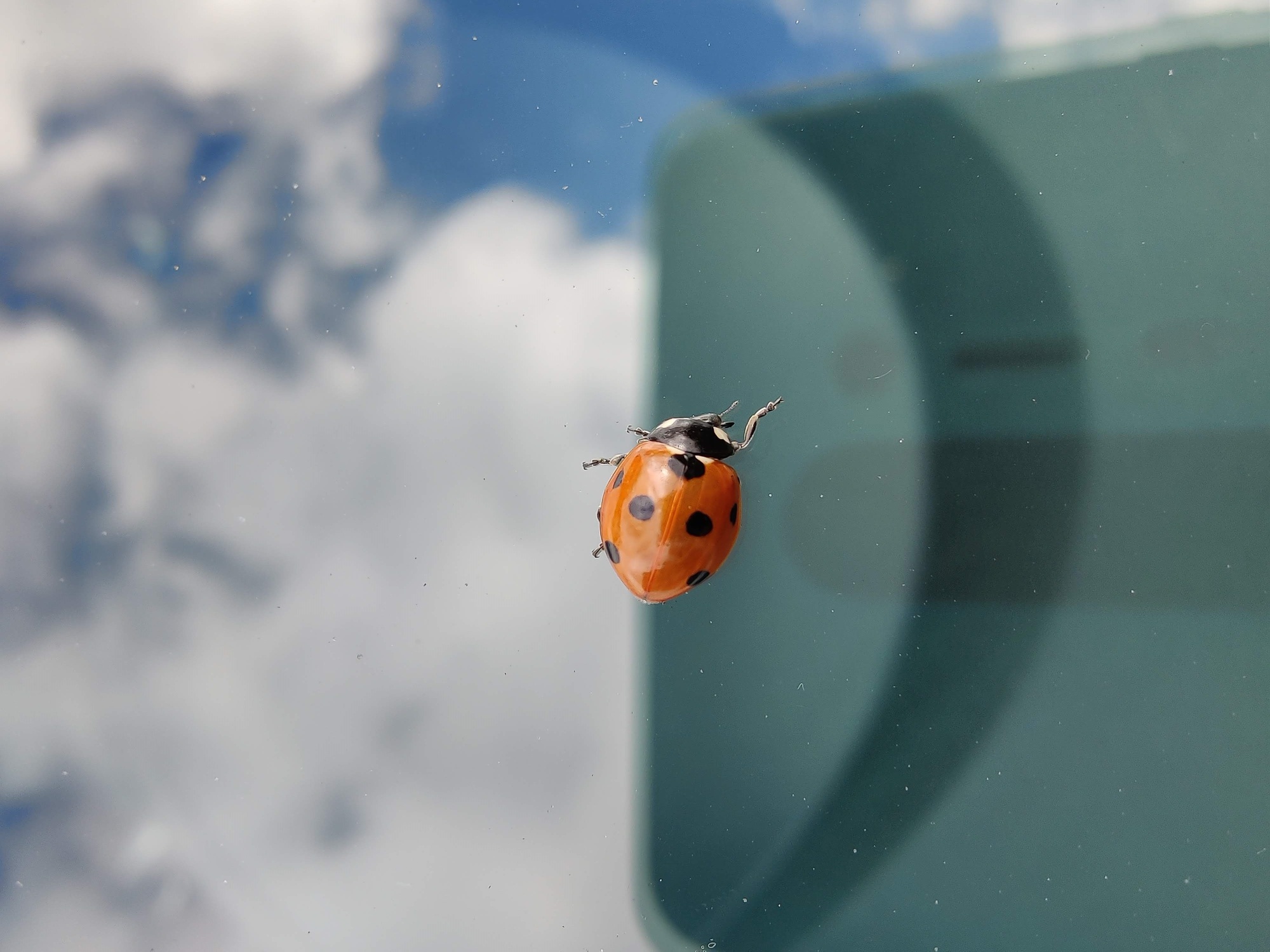 A ladybug was on our car windscreen, a good excuse to try out my phone's macro camera