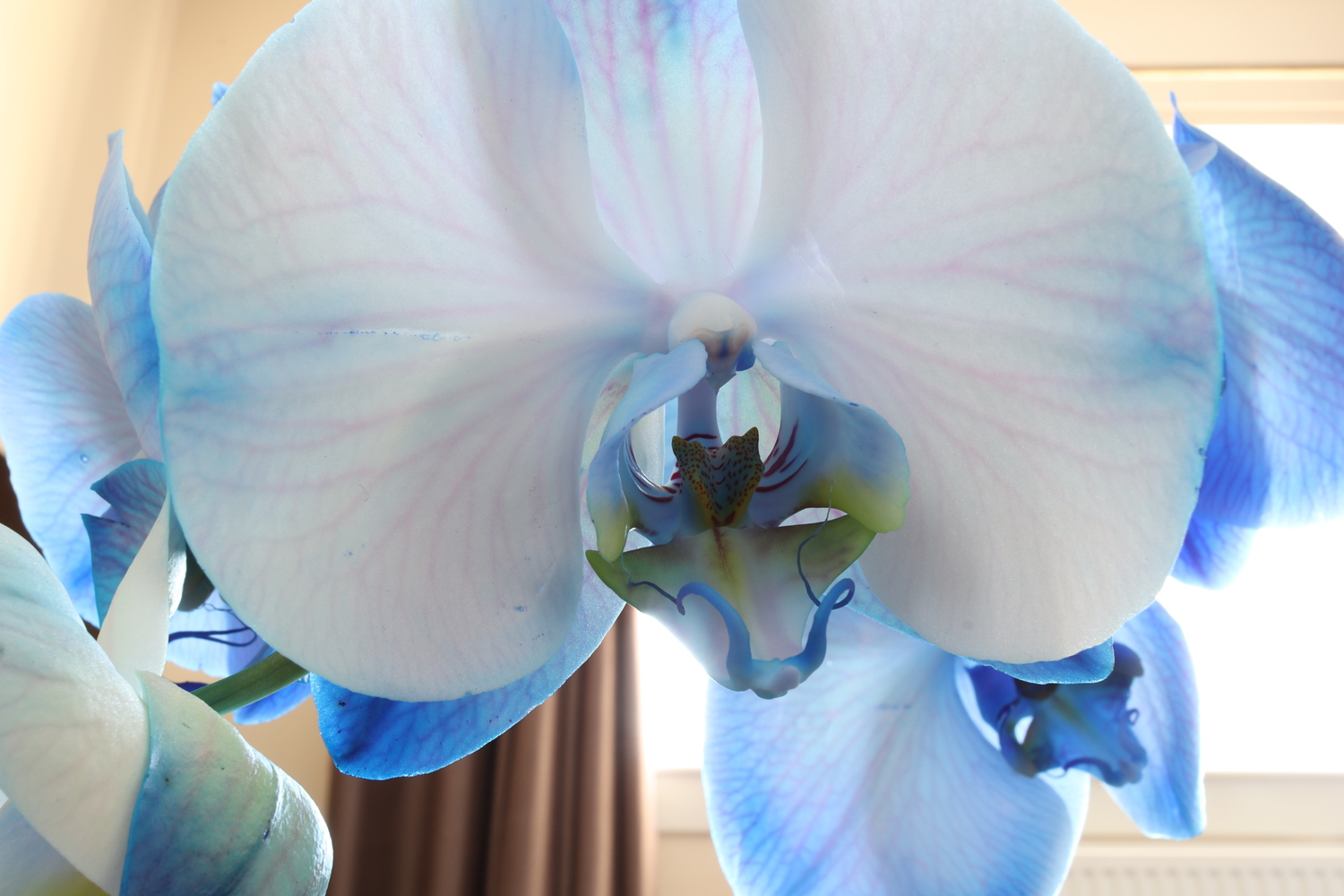 A close up of an orchid. This isn't using a macro lens, instead a 22mm prime. The long exposure time made possible by use of a recently purchased tripod.