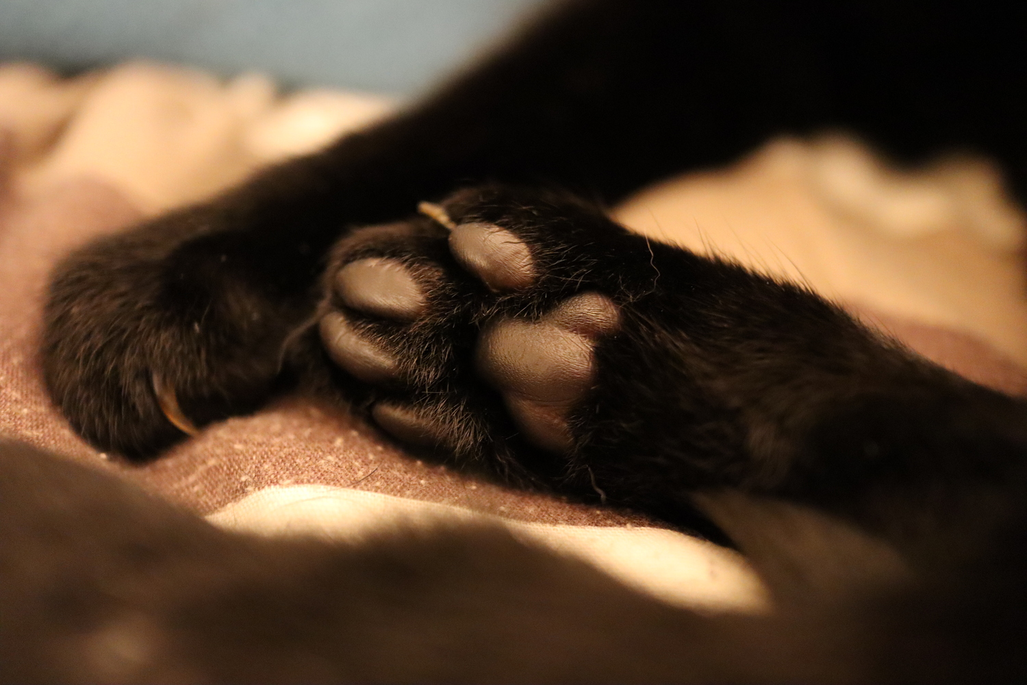 A close up picture of one of our cat's toe beans. Storm doesn't spend too much time with us so I grabbed the opportunity while I could.